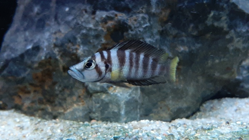 Altolamprologus sp. 'compressiceps shell' Sumbu